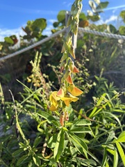 Crotalaria retusa
