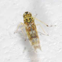 Eupteryx