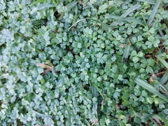 Hydrocotyle tripartita