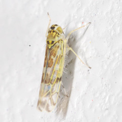 Eupteryx