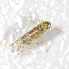 Eupteryx