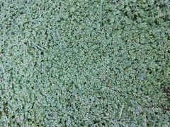 Hydrocotyle tripartita