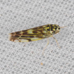 Eupteryx