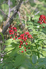 Actaea rubra rubra