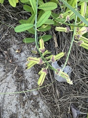 Crotalaria retusa