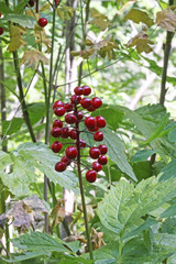 Actaea rubra rubra