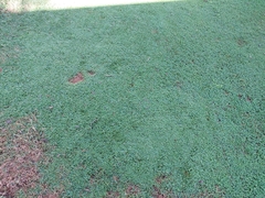 Hydrocotyle tripartita