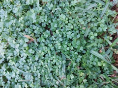 Hydrocotyle tripartita