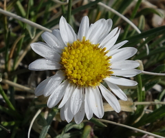Erigeron nematophyllus