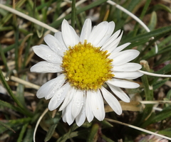 Erigeron nematophyllus