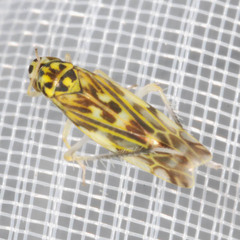 Eupteryx urticae