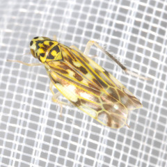 Eupteryx urticae