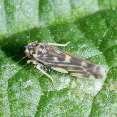 Eupteryx urticae