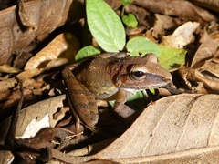 Craugastor fitzingeri