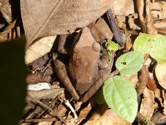 Craugastor fitzingeri