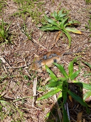 Oxymycterus rufus