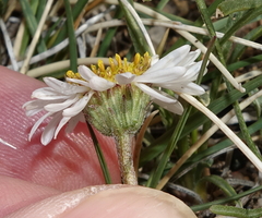 Erigeron nematophyllus