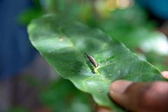 Brookesia minima