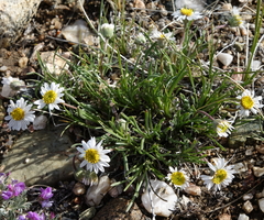 Erigeron nematophyllus