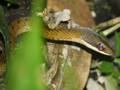 Dendrophidion percarinatum