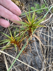Cyperus pedunculatus