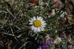 Erigeron nematophyllus