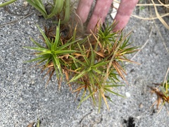 Cyperus pedunculatus