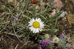 Erigeron nematophyllus