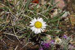 Erigeron nematophyllus