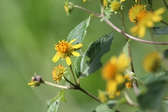 Tilesia baccata
