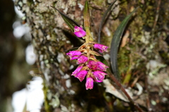 Elleanthus maculatus
