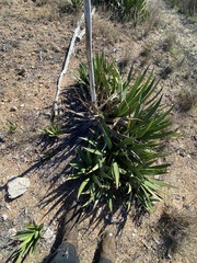 Agave univittata
