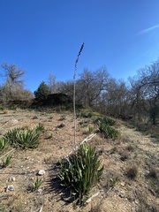Agave univittata
