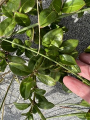 Alternanthera maritima