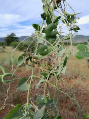 Pergularia daemia daemia