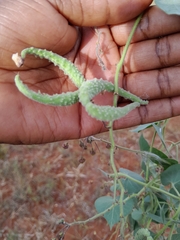 Pergularia daemia daemia