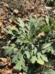 Engelmannia peristenia