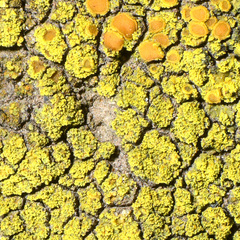 Flavoplaca