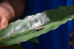 Brookesia minima
