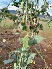 Pergularia daemia daemia