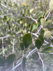 Cercocarpus betuloides betuloides