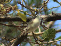 Vireo gilvus