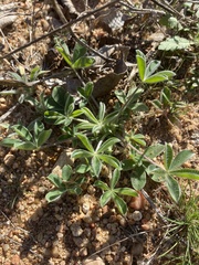 Lupinus subcarnosus