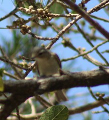 Vireo gilvus