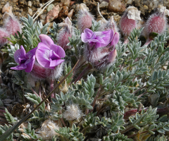 Oxytropis multiceps