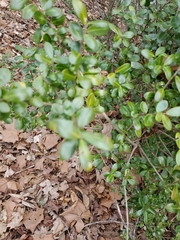 Ilex crenata