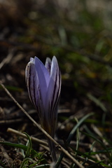 Crocus biflorus