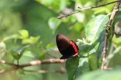 Biblis hyperia