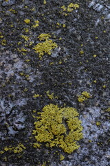 Candelaria concolor