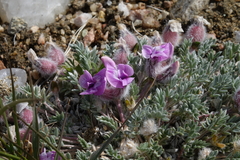 Oxytropis multiceps